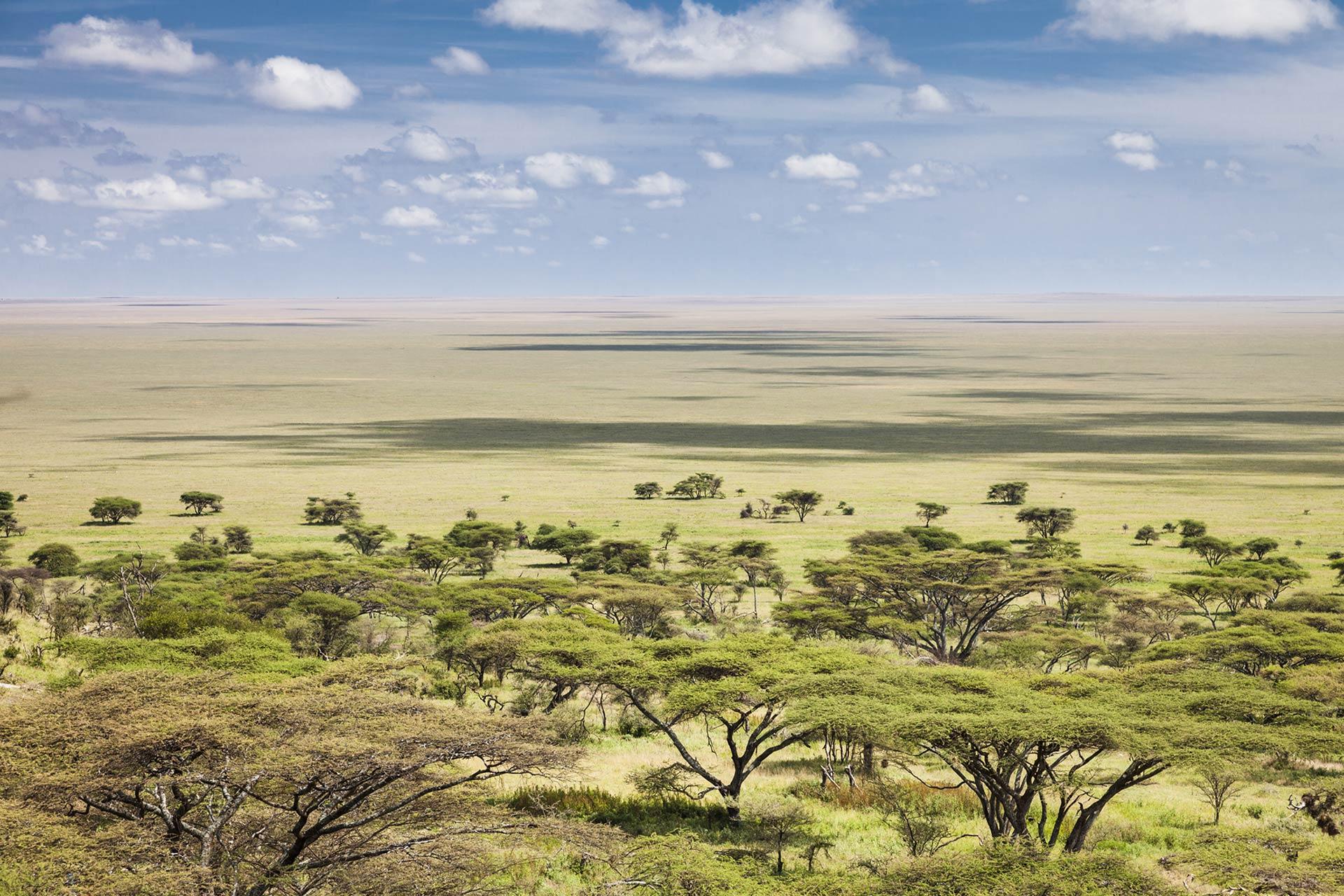 The Siringit Serengeti Camp by Mantis is located under a canopy of Tortillas Acacia trees along the wildlife migration trails. The migration passes through the camp in April &ndash; June. There are an astounding 500 different species of bird recorded in Serengeti National Park. Wildlife migrates daily through the camp and it is possible to game view and bird watching from the verandah of your tent.