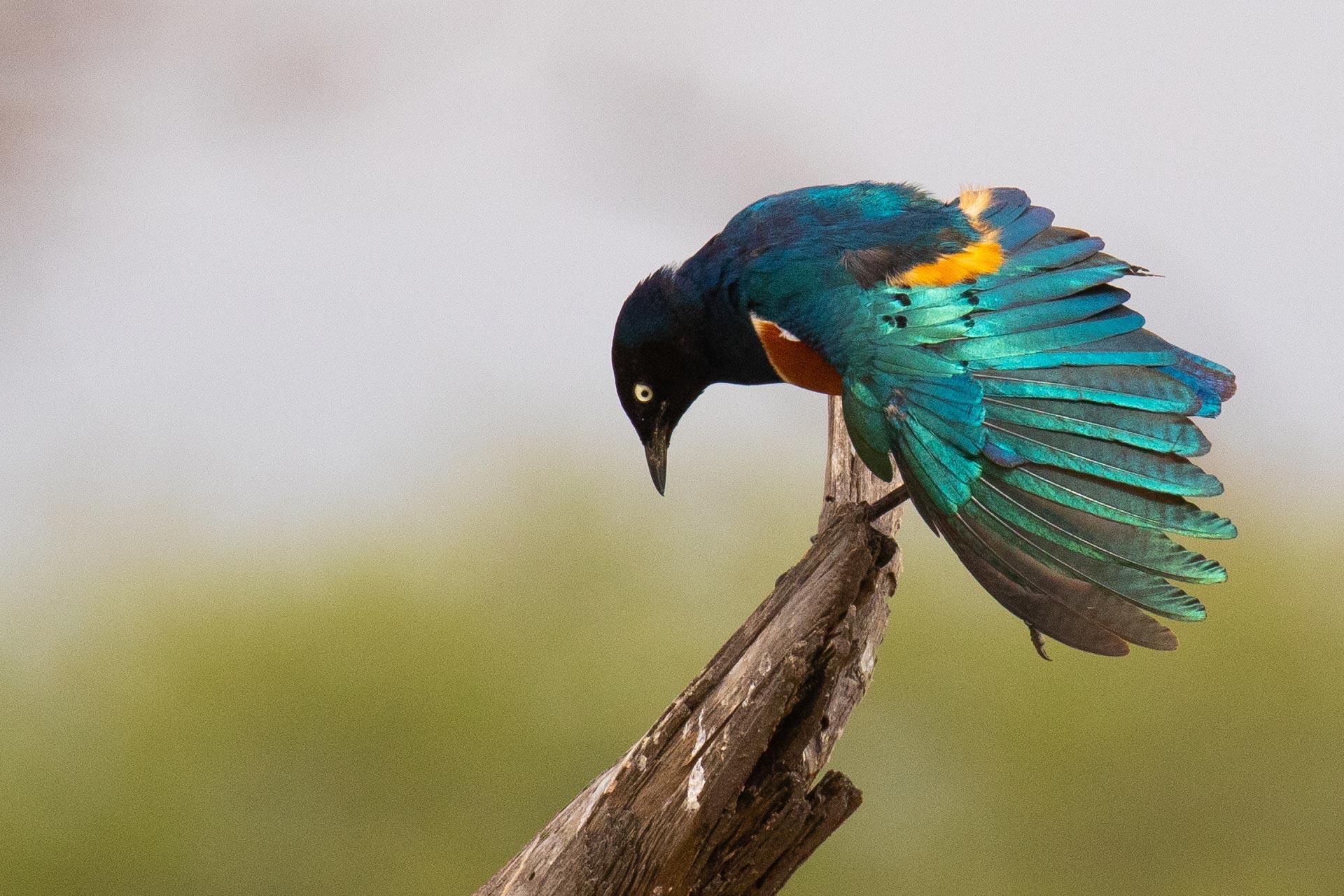 The greater blue-eared starling is a 22 cm long, short tailed bird. This starling is glossy blue-green with a purple-blue belly and blue ear patch. Its iris is bright yellow or orange. The sexes are similar, but the juvenile is duller and has blackish brown underparts