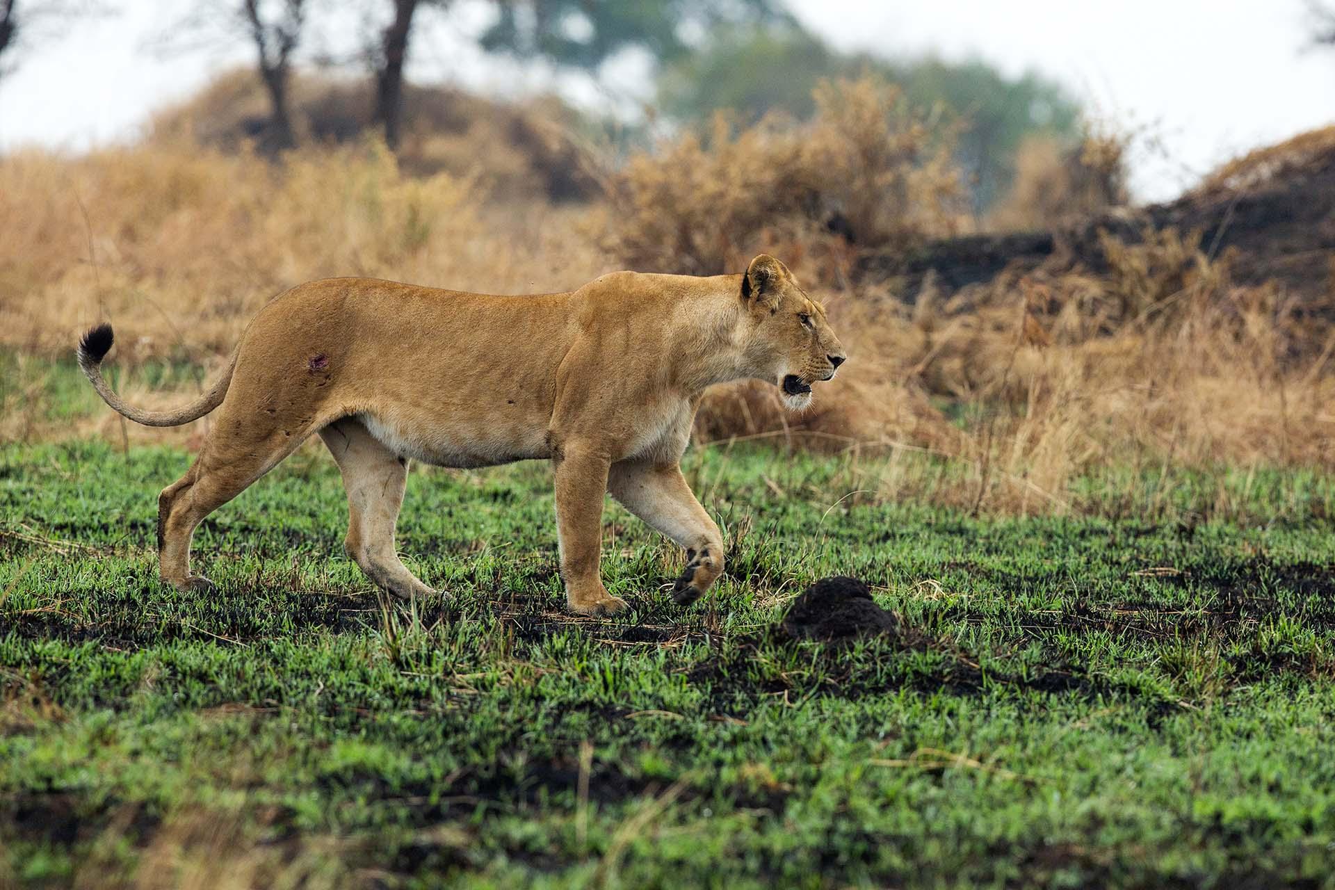 Lioness on the move the Serengeti is thought to hold the largest lion population in Africa due in part to the abundance of prey species. More than 3,000 lions live in this ecosystem