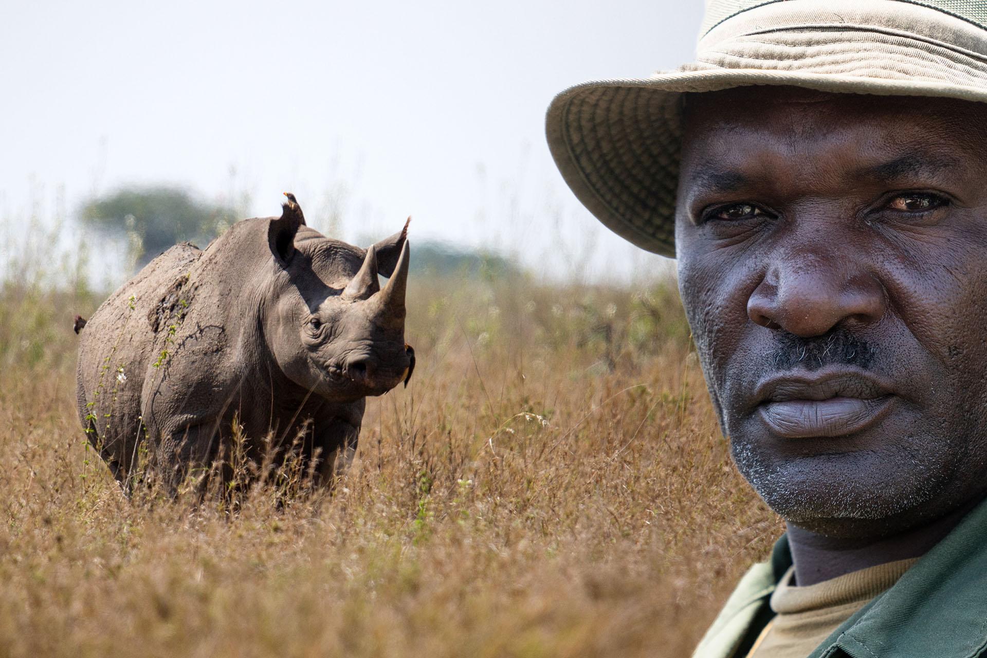 black rhino Tanapa established the first rhino conservation project in Moru Kopjes in southwestern Serengeti