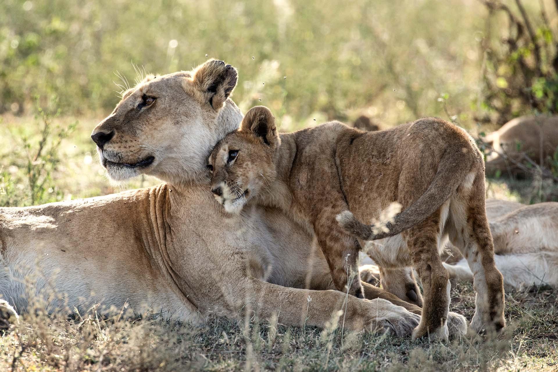 Lioness with small lion cup the Serengeti is thought to hold the largest lion population in Africa due in part to the abundance of prey species. More than 3,000 lions live in this ecosystem