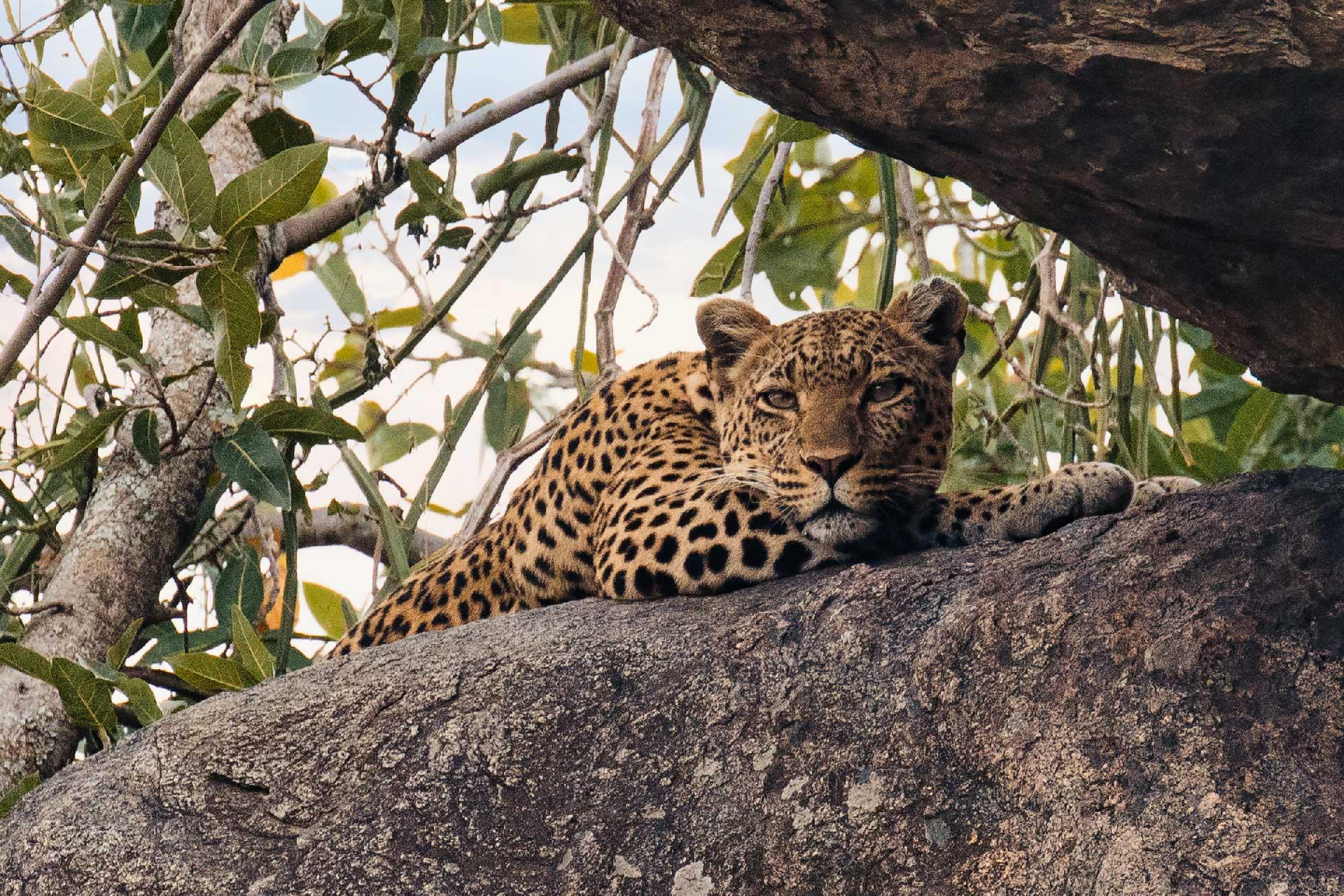 It is listed as Vulnerable on the IUCN Red List because leopard populations are threatened by habitat loss and fragmentation, and are declining in large parts of the global range\n